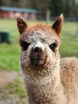 alpaca for sale