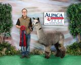 alpaca for sale