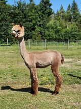 alpaca for sale