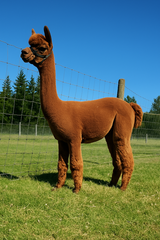 alpaca for sale