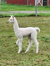 alpaca for sale