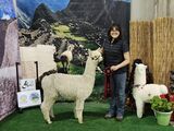 alpaca for sale
