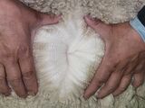 alpaca for sale