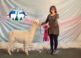 alpaca for sale