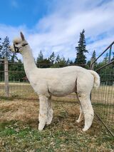 alpaca for sale