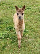 alpaca for sale