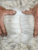 alpaca for sale