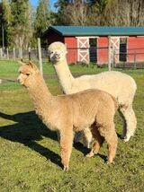 alpaca for sale