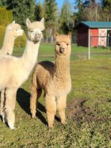 alpaca for sale