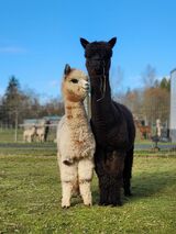 alpaca for sale