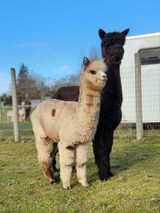 alpaca for sale