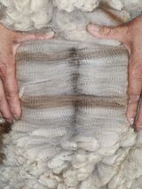 alpaca for sale