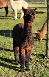 alpaca for sale