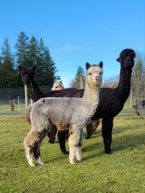 alpaca for sale