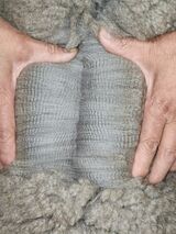 alpaca for sale