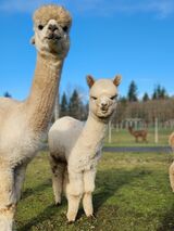 alpaca for sale