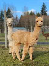 alpaca for sale