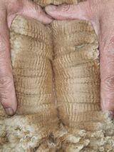alpaca for sale