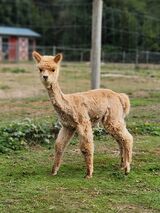 alpaca for sale