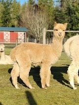 alpaca for sale