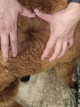 alpaca for sale