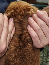 alpaca for sale