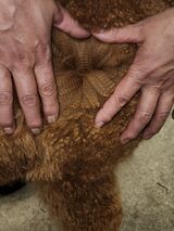 alpaca for sale
