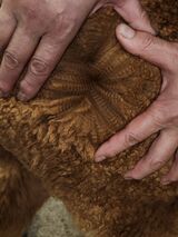 alpaca for sale