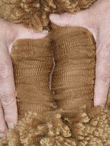 alpaca for sale