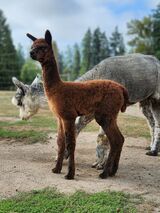 alpaca for sale