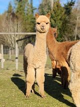 alpaca for sale