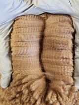 alpaca for sale