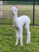alpaca for sale