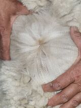 alpaca for sale
