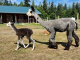 alpaca for sale