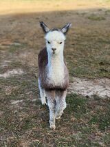 alpaca for sale