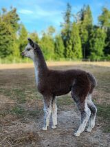 alpaca for sale
