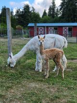 alpaca for sale
