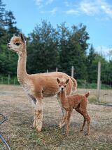 alpaca for sale