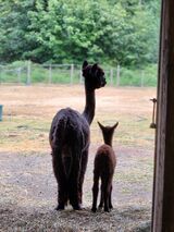 alpaca for sale