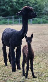 alpaca for sale