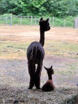 alpaca for sale