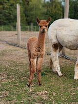 alpaca for sale