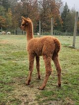 alpaca for sale