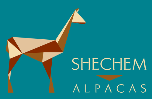 Shechem Alpacas