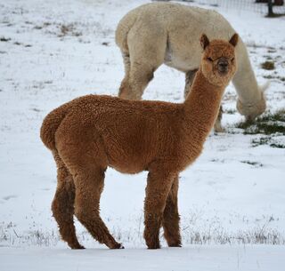 Photo of Sweet Pines Yeti