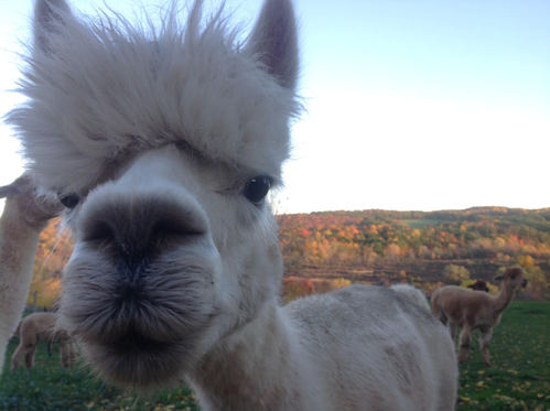 Hemlock Hills Alpaca Farm