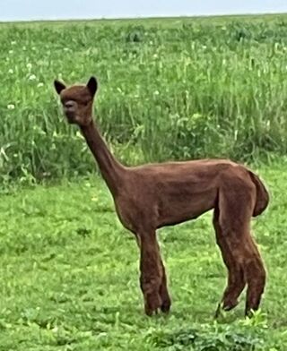 Photo of KCF Razzle Dazzle