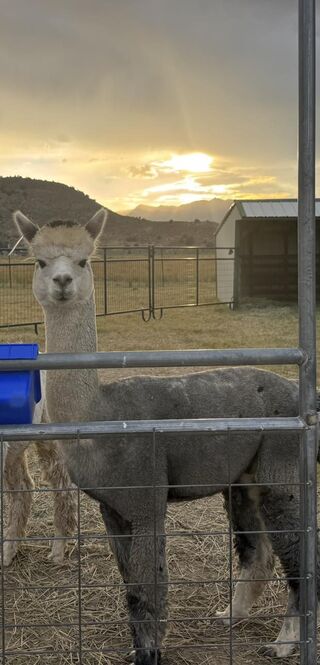 Photo of Granite Bay's Blue Silver