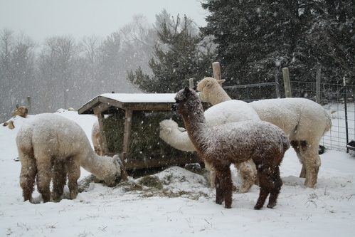 Andean Dawn Alpacas
